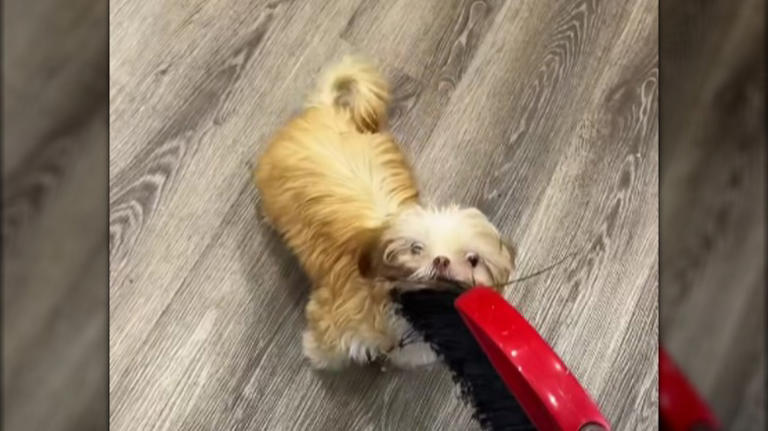 15 tiny puppies being big troublemakers