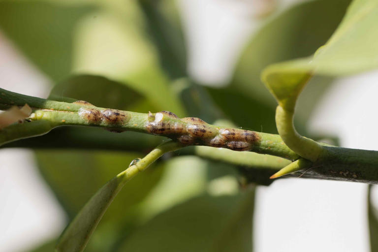 How to get rid of scale insects before they destroy your plants
