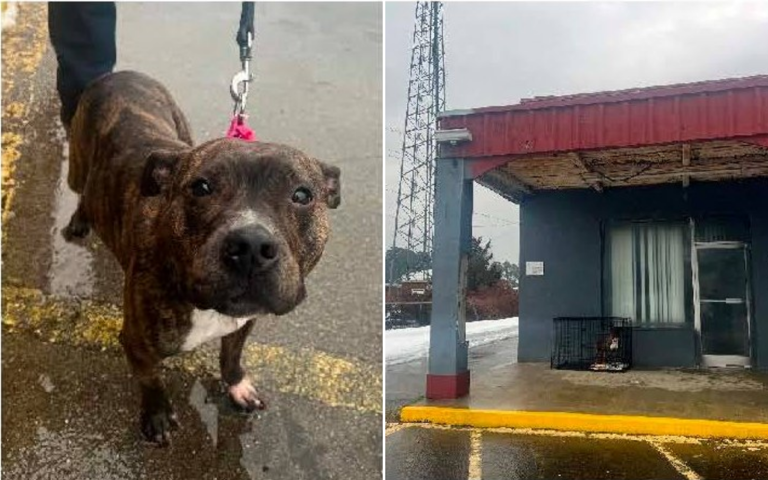 Dog found abandoned in freezing conditions—then police discovered microchip