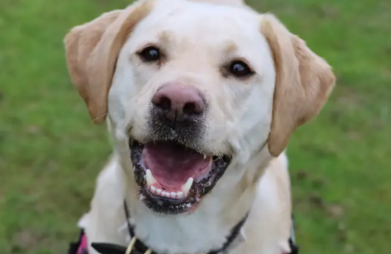 17 adorable Dogs Trust canines looking for their forever homes right ...