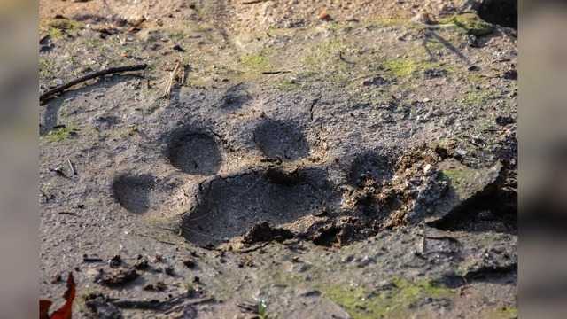 Not a leopard: Forest Department clarifies pug marks near RGIA