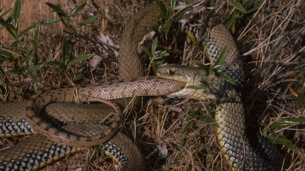Snakes keep evolving into cannibals — here's what scientists think is ...