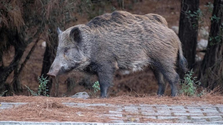 Fukushima wild boar now carry pig DNA years after nuclear meltdown