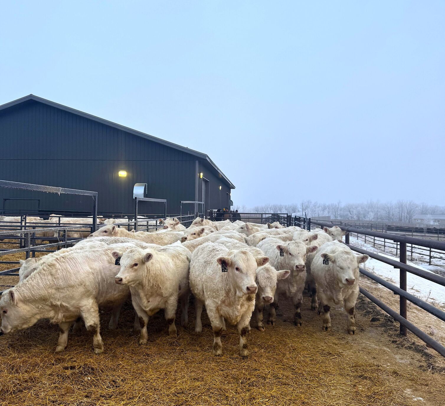Steppler Farms celebrates a boom in young cattle breeders
