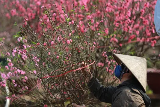 Năm nay thêm một năm nữa Việt Nam đón giao thừa ngày "29 Tết" thay vì "30 Tết" - Ảnh: NAM TRẦN