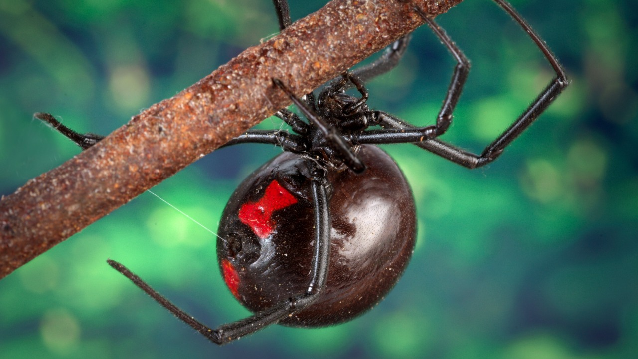 The deadly spider experts beg you never to smash