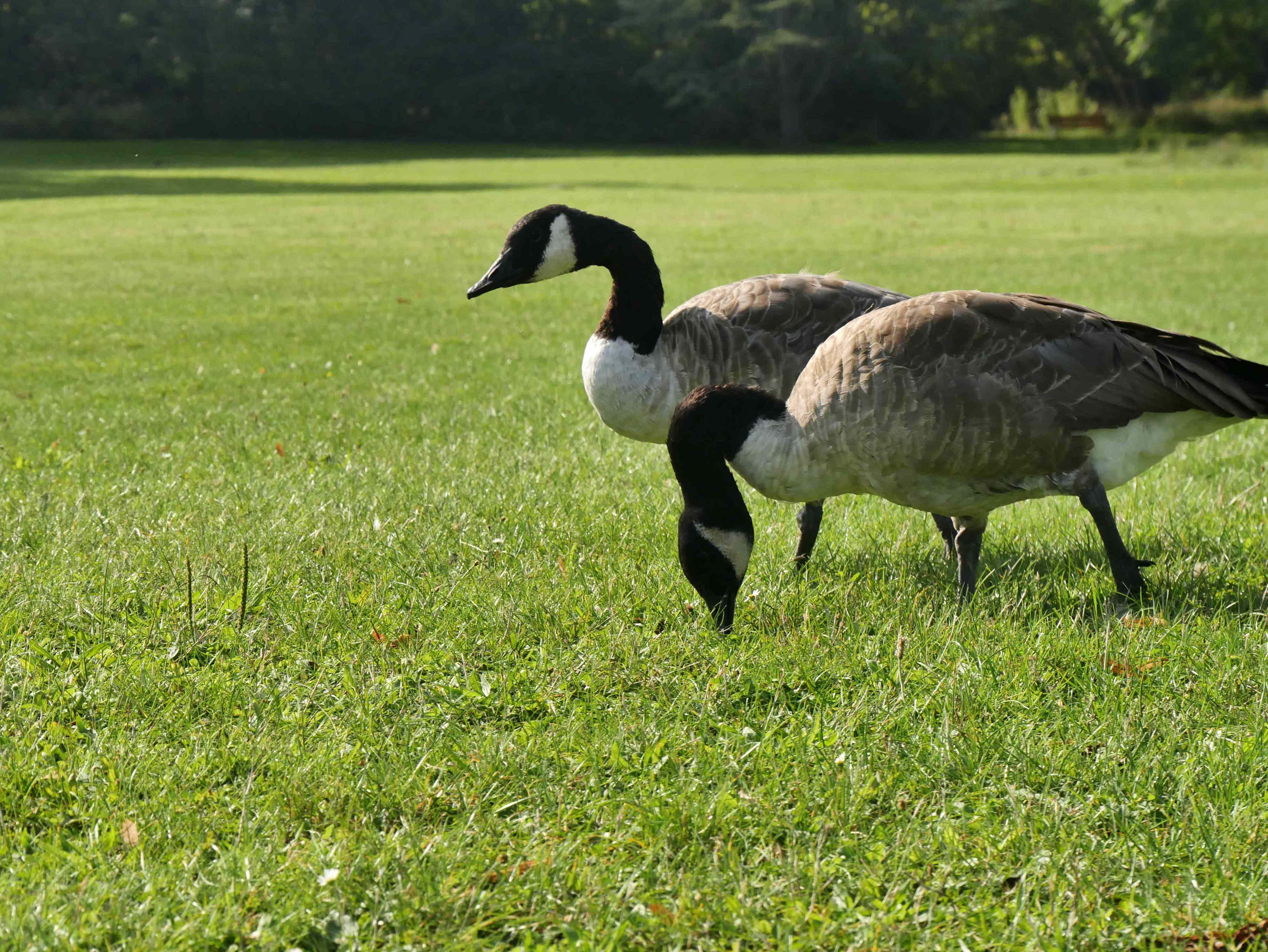 How to keep geese out of your yard—5 humane methods that actually work