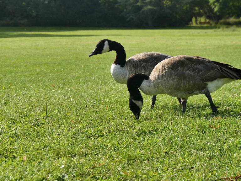How to keep geese out of your yard—5 humane methods that actually work