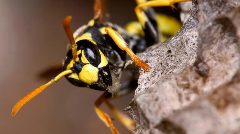 Planting this popular herb could help keep wasps away this spring