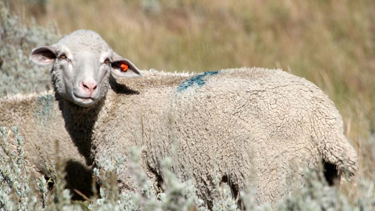 Tests confirm chemical-free future for stopping flystrike in sheep