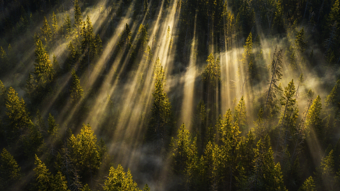 Soft sunrays illuminating evergreen forest
