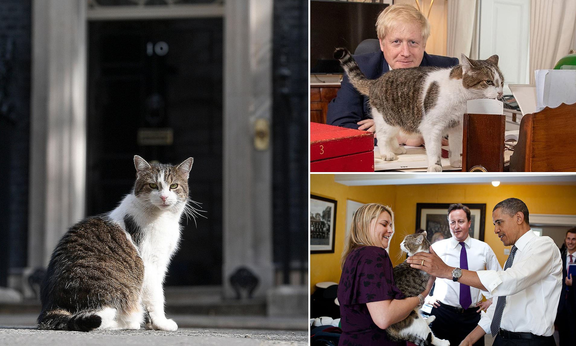 Larry the cat celebrates 15 years! Chief mouser, 19, marks another year ...