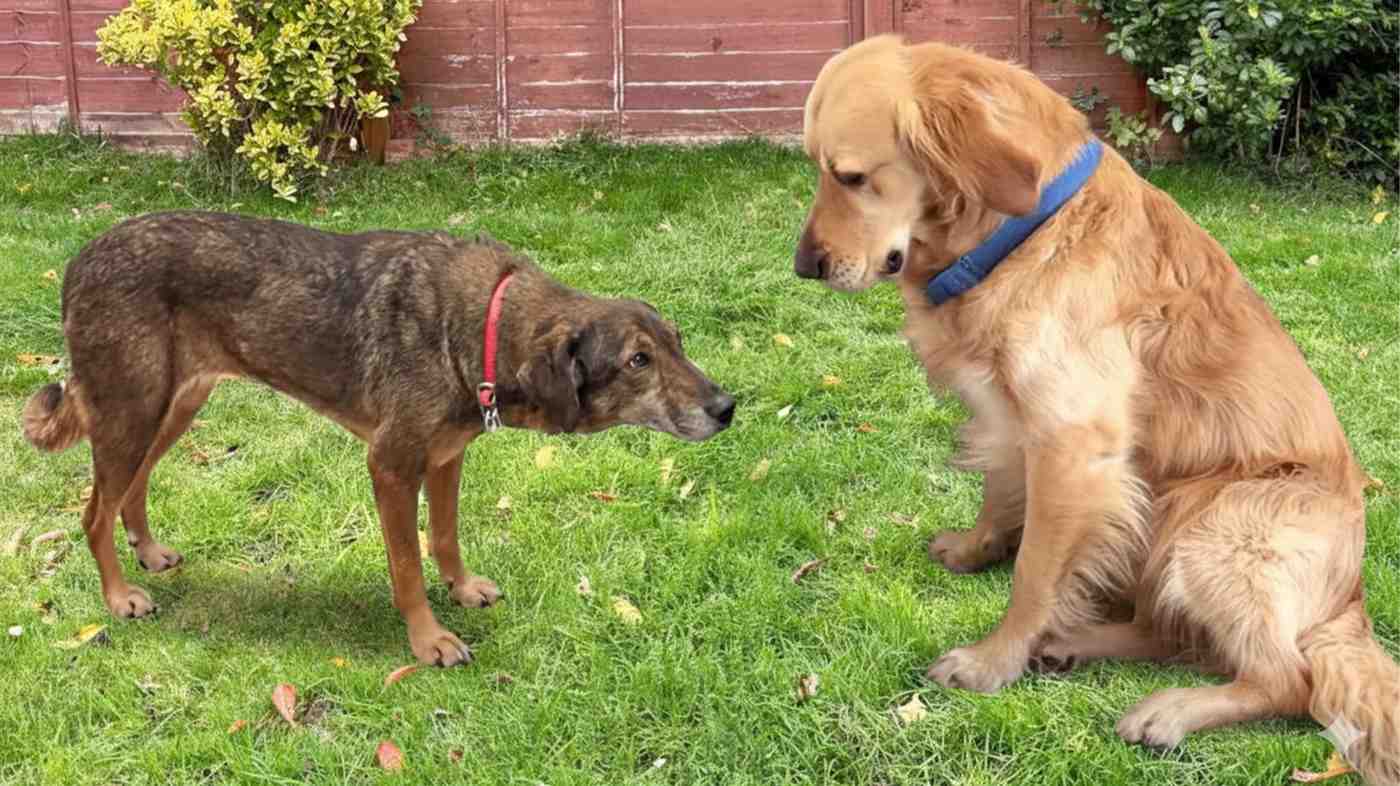 Golden retriever heals broken rescue dog
