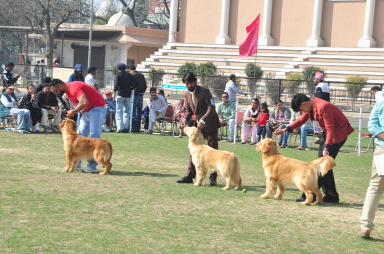 Canine lovers throng dog show amid rising dog bite cases in Punjab