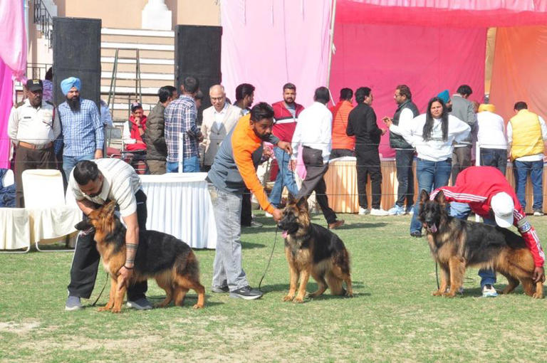 Canine lovers throng dog show amid rising dog bite cases in Punjab