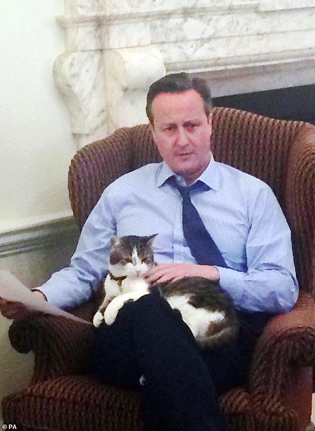 Larry the cat celebrates 15 years! Chief mouser, 19, marks another year ...