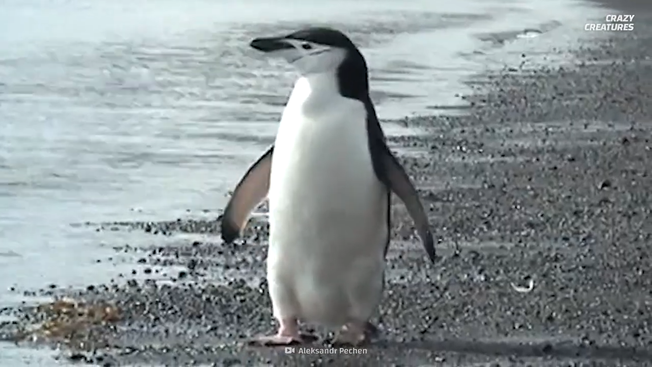 Penguins on an active volcano – nature’s boldest survival story
