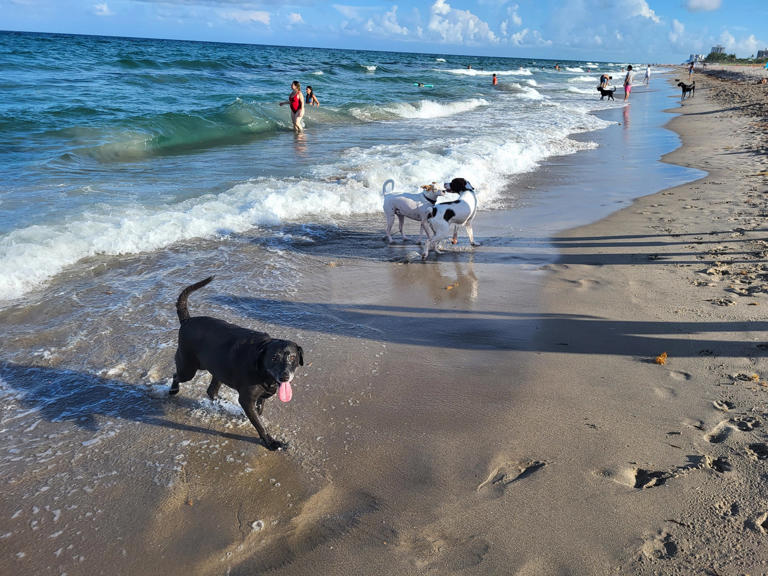 Dog friendly beach in Boca Raton is now open daily. Hours, permit info