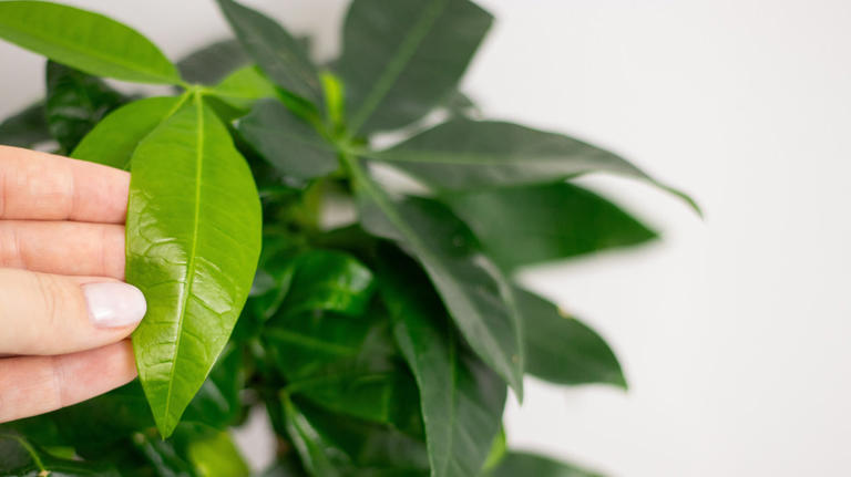 Common money tree pruning errors that could be stressing your plant