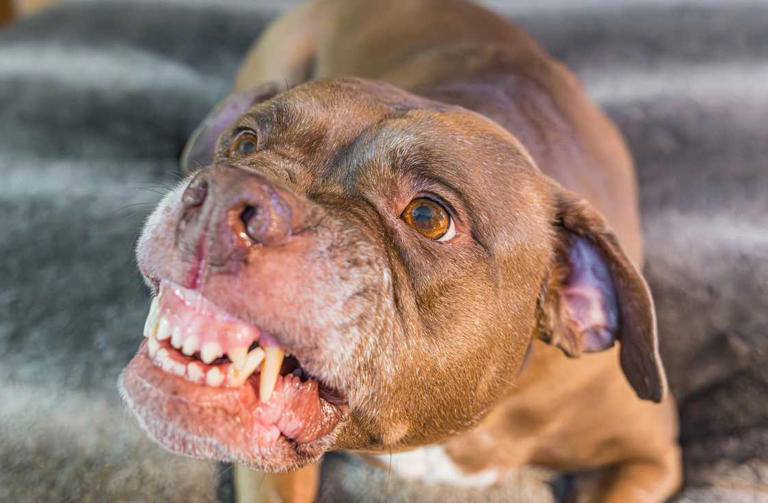 Weekly wrap: Cape Town woman mauled to death by her pitbulls and former ...