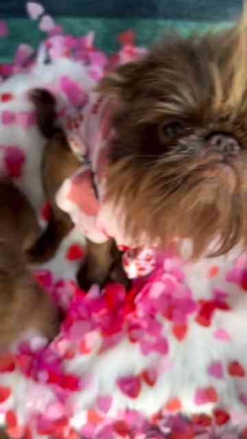The dogs who make us laugh, love, and never own nice things