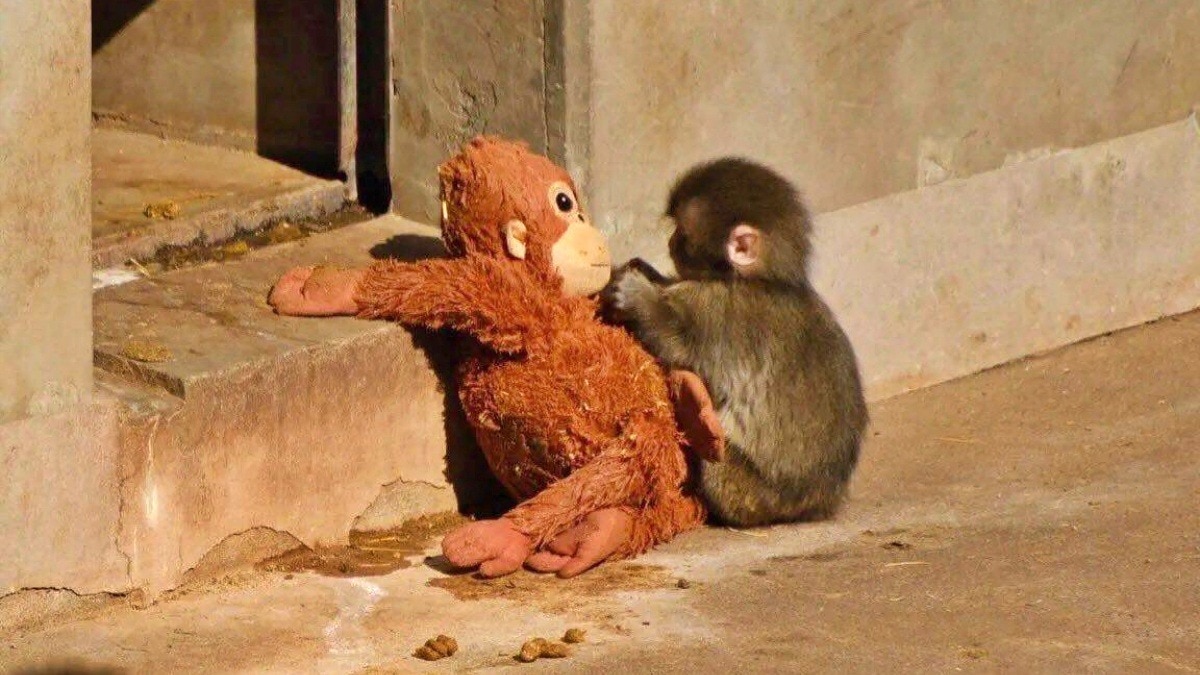 Abandoned by mum: Monkey's love for his plush toy reveals psychology of ...