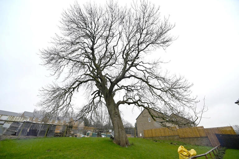 Concerns over plans to cut large sections off an 