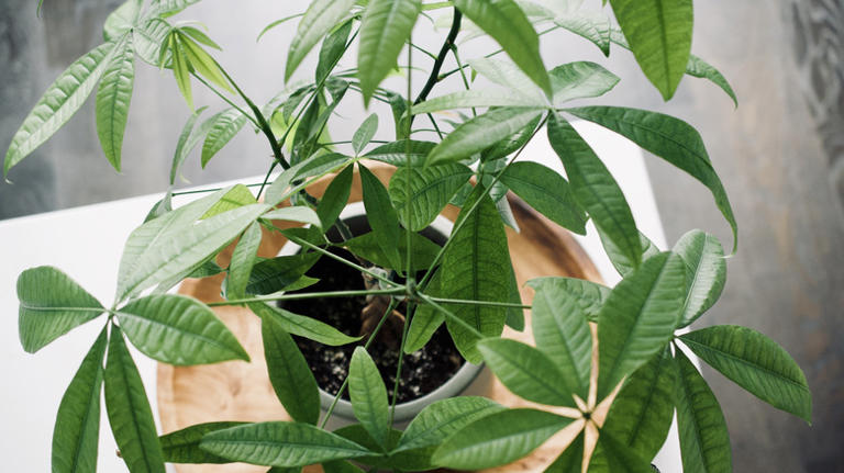 Common money tree pruning errors that could be stressing your plant
