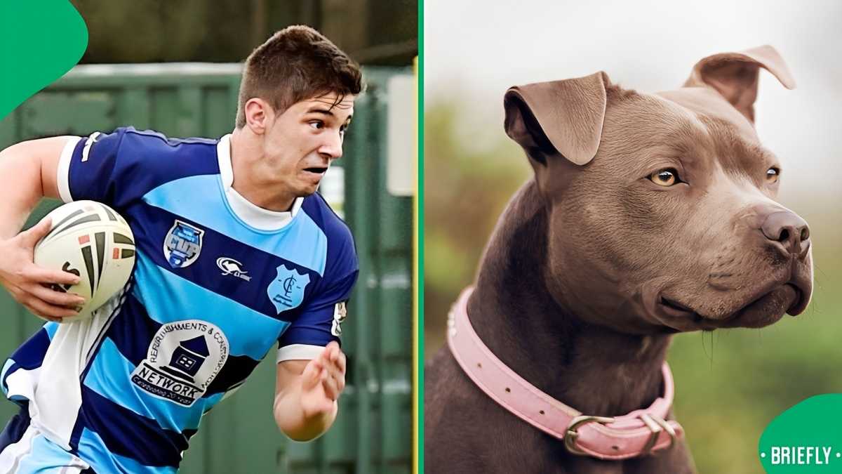 Weekly wrap: Cape Town woman mauled to death by her pitbulls and former ...
