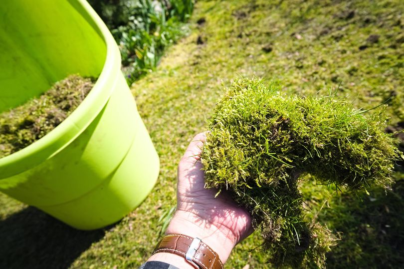 Most effective way to remove lawn moss fast – not vinegar or boiling water