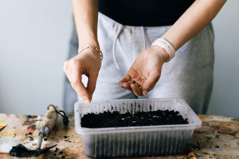 Gardening mistake risks people ending up with 'weak or dead seedlings'