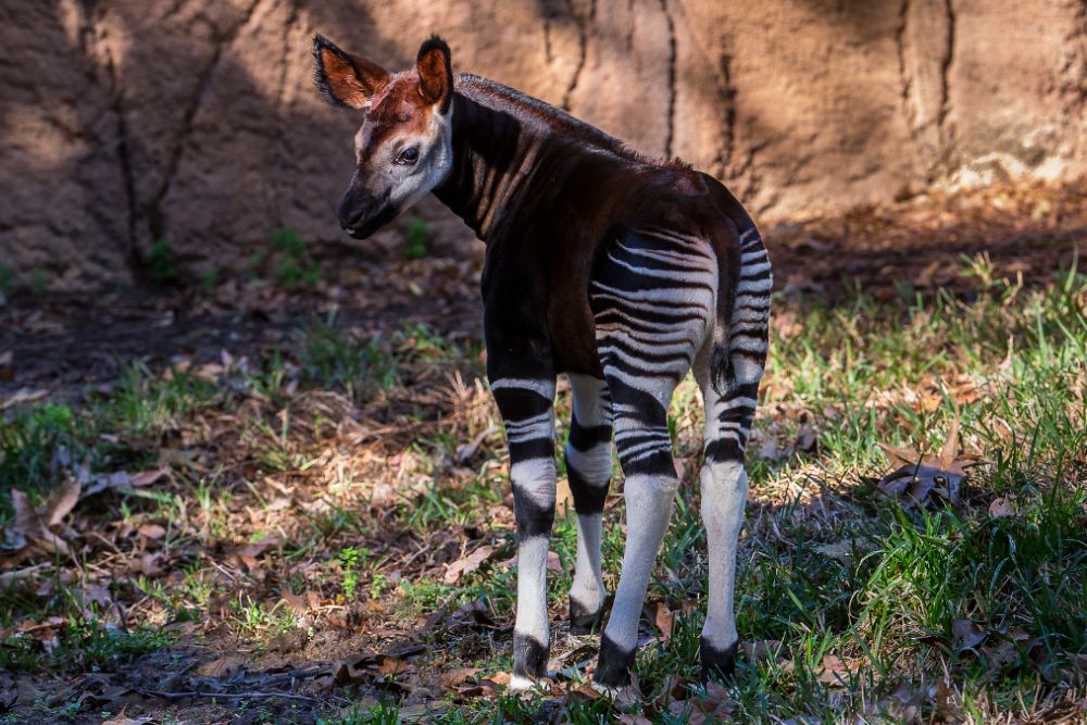 15 jungle experiences in the Democratic Republic of Congo
