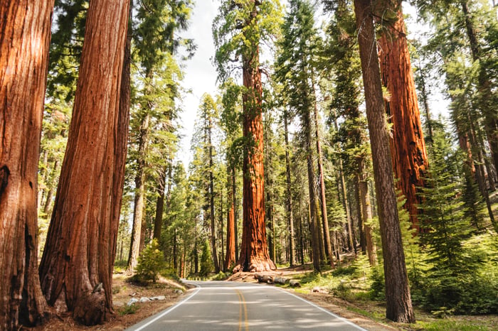Road with Sequoias lining both sides.