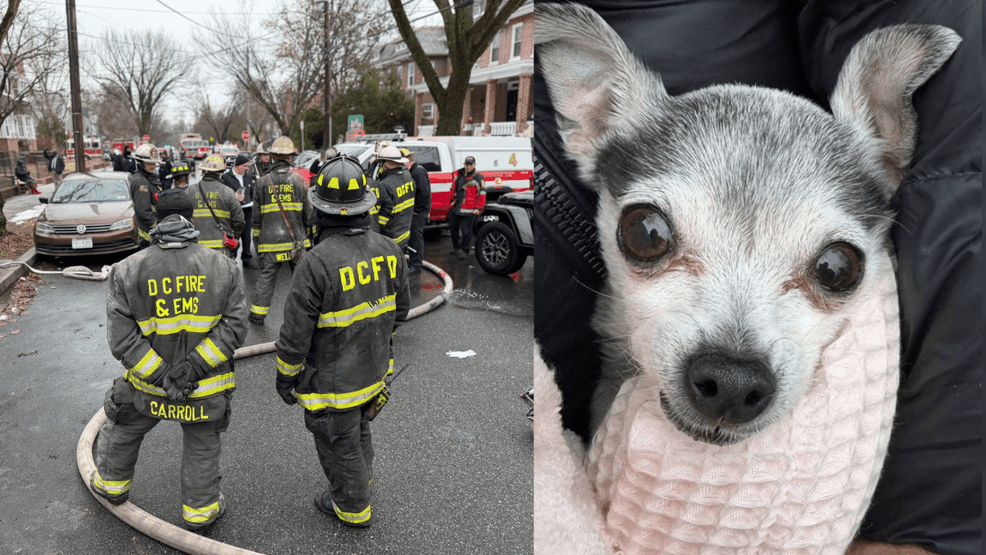 Northwest DC apartment fire leaves 4 adults, 2 dogs displaced