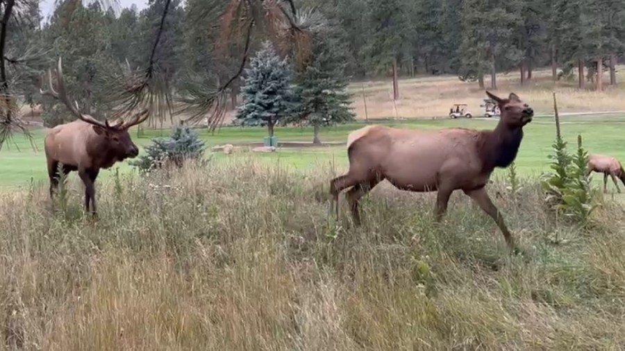 Bill examines reintroducing elk to Ohio