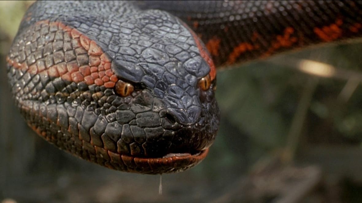 Lionsgate’s giant snake movie ‘Titan’ retitled to ‘Boiúna: Legend of ...