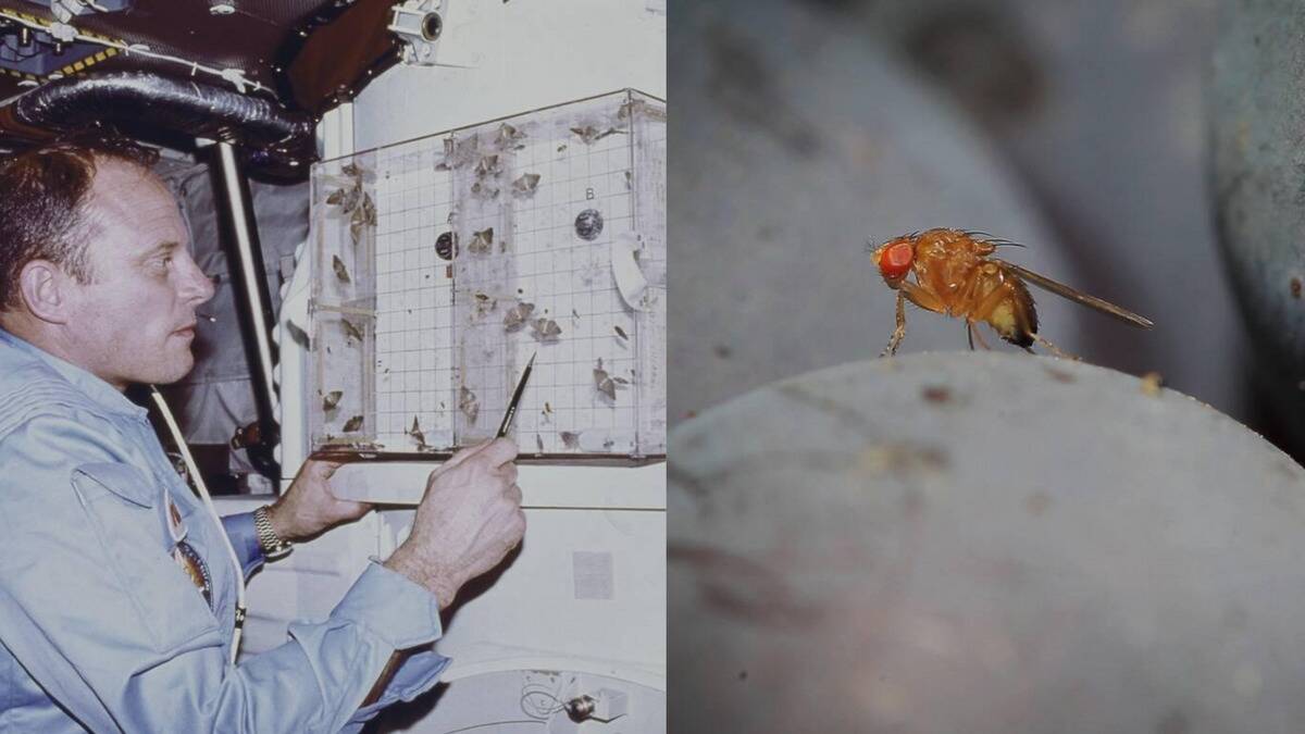 How some insects survive radiation and space