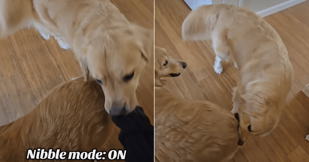 Golden retriever loves to nibble on furry sibling in adorable video