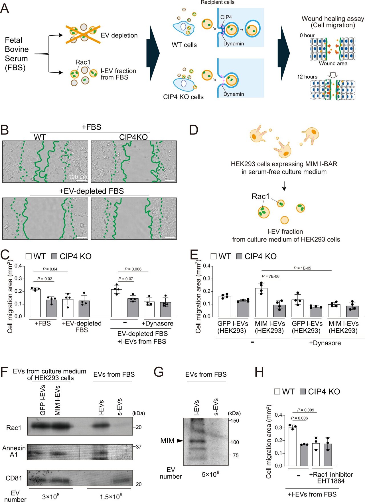 Why some extracellular vesicles work better: A safer path for protein ...