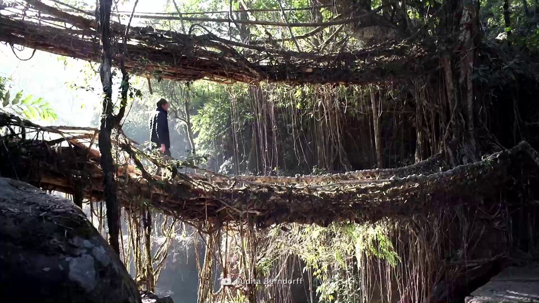 Discover India's amazing living root bridges