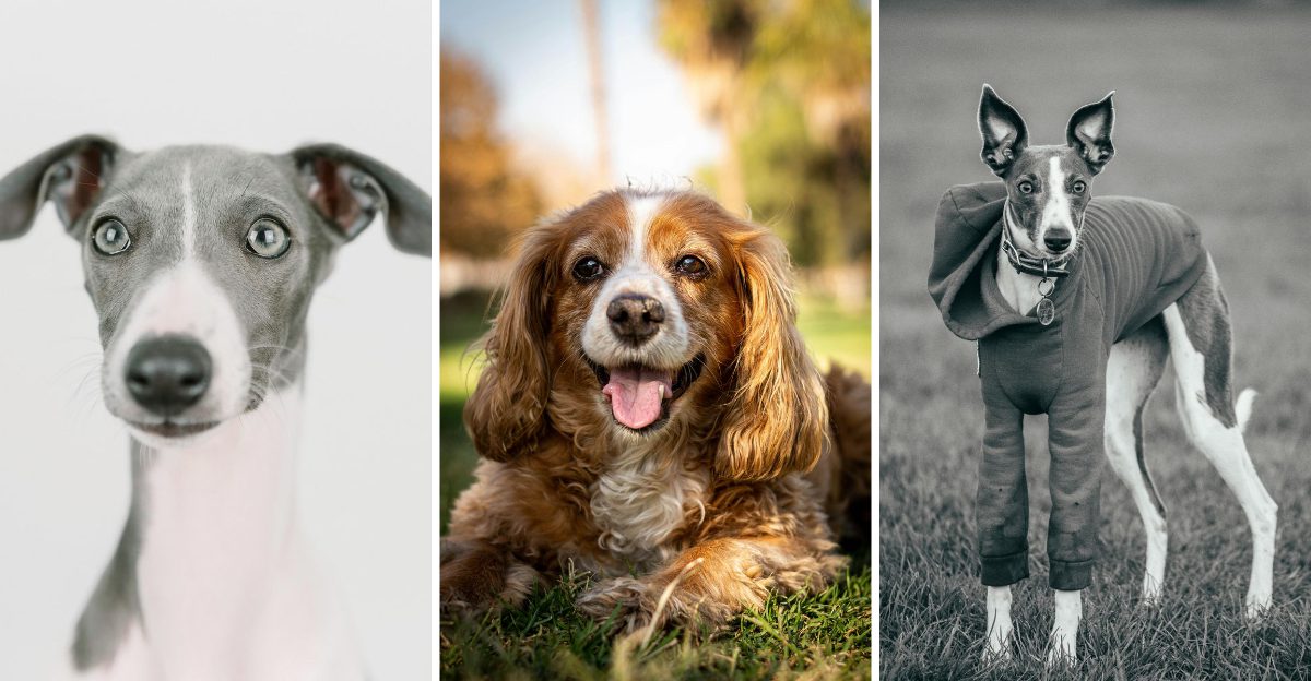 12 dog breeds that need emotional stability more than physical exercise