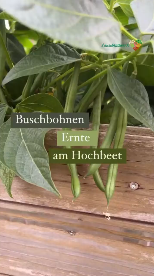 Buschbohnen ernte im hochbeet und haltbar machen