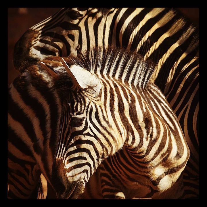 Baby zebra plunges into pool, keepers rush in