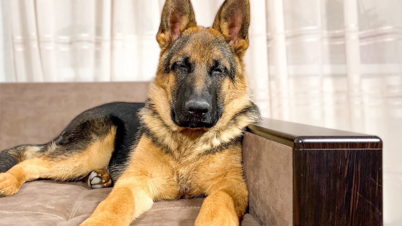 German shepherd puppy fights sleep and loses