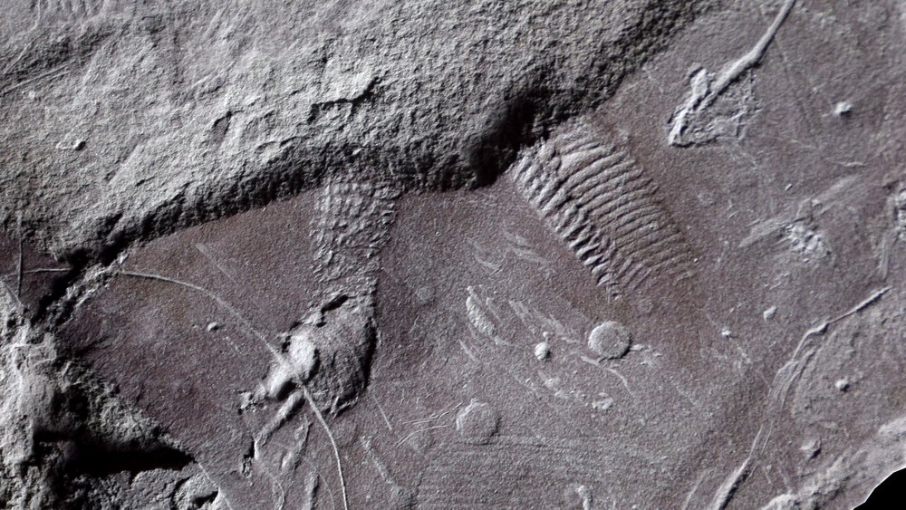 almost-300-million-years-old-oldest-traces-of-reptile-skin-discovered