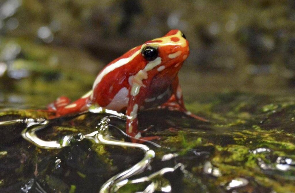Epibatidina, tossina della rana freccia: cos'è il veleno che potrebbe ...