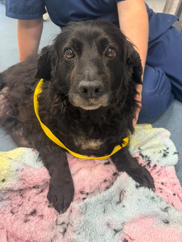 Spaniel Rescue Foundation launches Sophie's Legacy campaign to combat ...