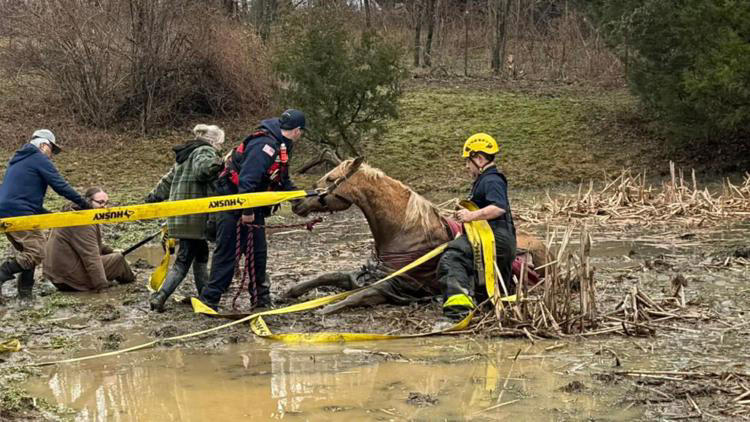 Rope rescue: Indiana firefighters save horse stuck in muddy pond