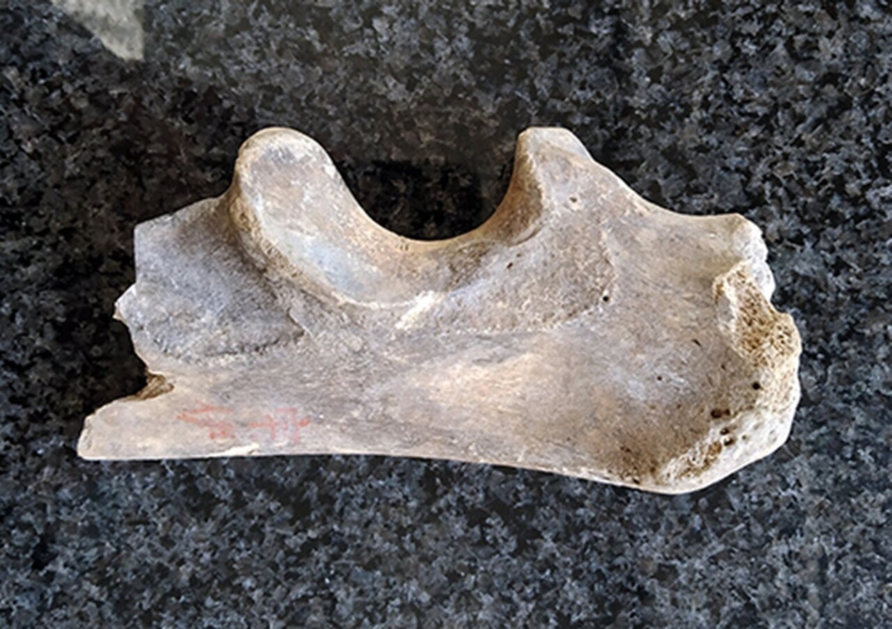 Japan's ancient 'tigers' were actually cave lions, DNA evidence shows