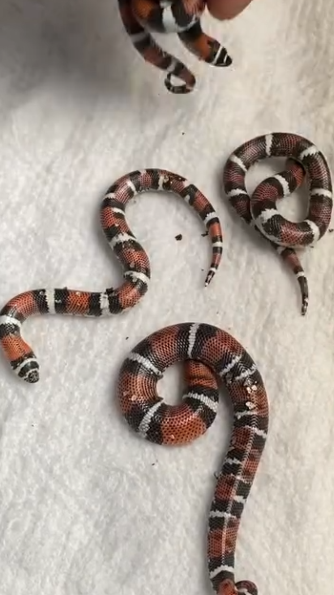 It’s time to start digging for baby snakes!